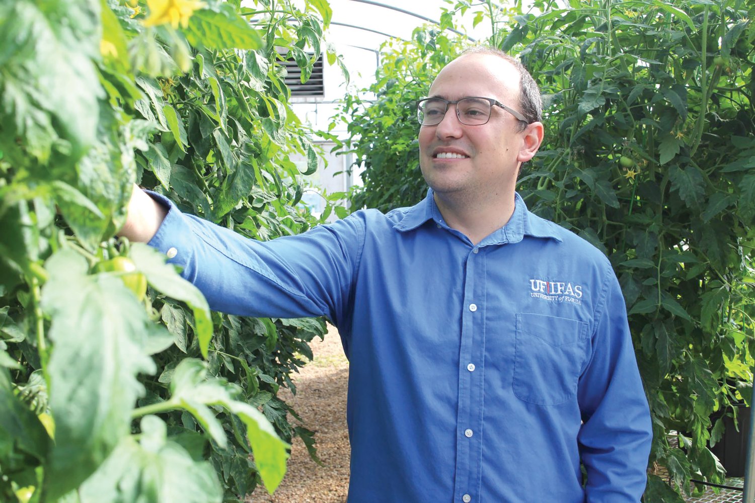 Dr. Marcio Resende, UF/IFAS assistant professor of horticultural sciences, is seen in his greenhouse at the main UF campus in Gainesville.